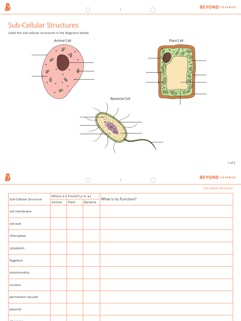 Sub-Cellular Structures Overview | PDF