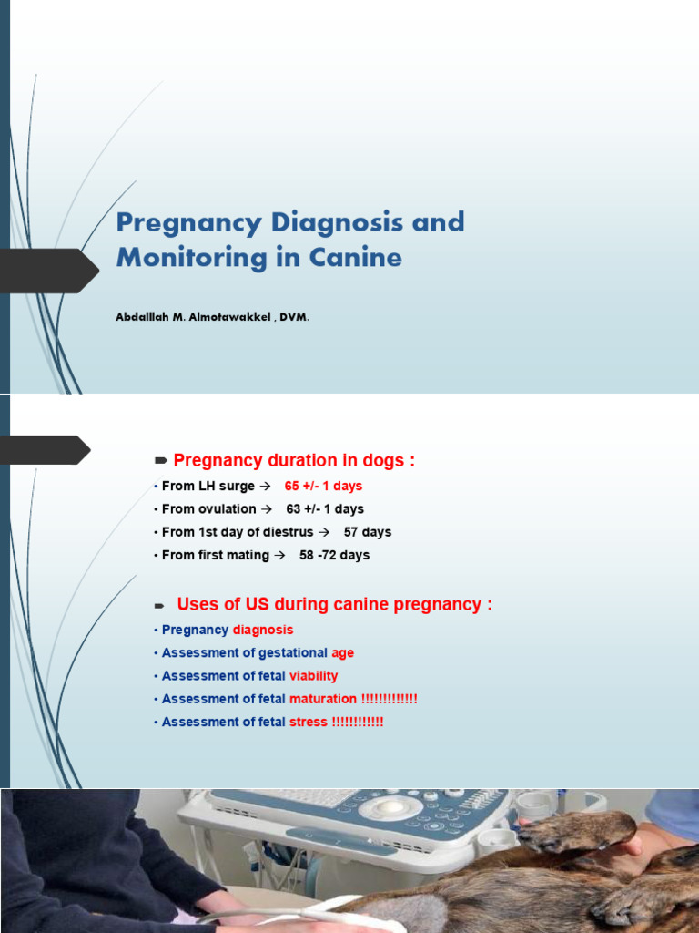 Canine Pregnancy Diagnosis & Monitoring | PDF