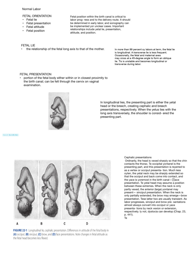 Fetal Orientation and Presentation Guide | PDF | Maternal Health ...
