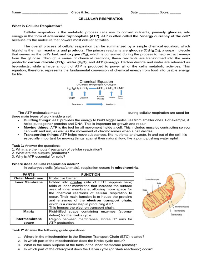 Overview of Cellular Respiration | PDF | Cellular Respiration ...