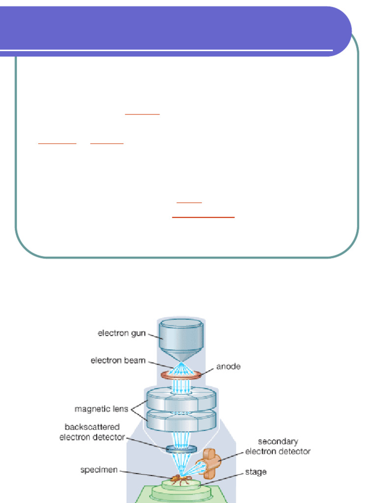 Understanding Scanning Electron Microscopy | PDF | Scanning Electron ...