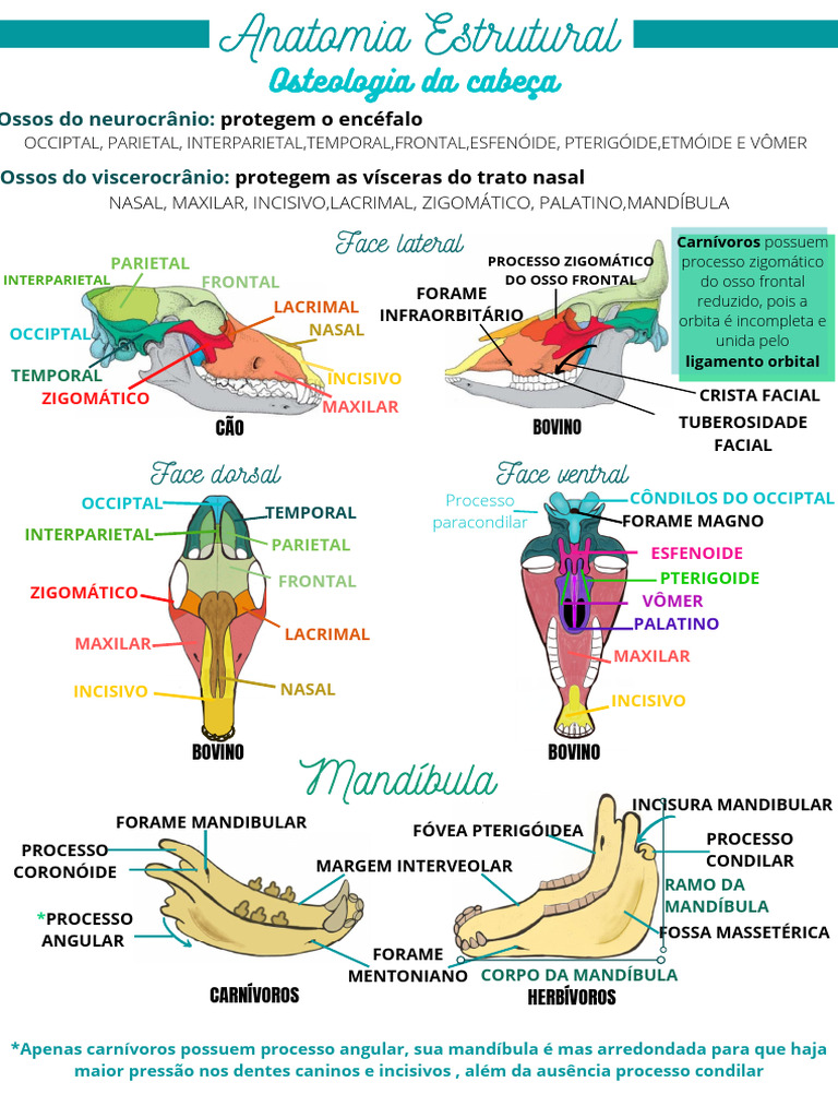 Anatomia dos Ossos da Cabeça em Animais | PDF | Anatomia dos primatas ...
