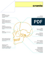 Cranio Reperi