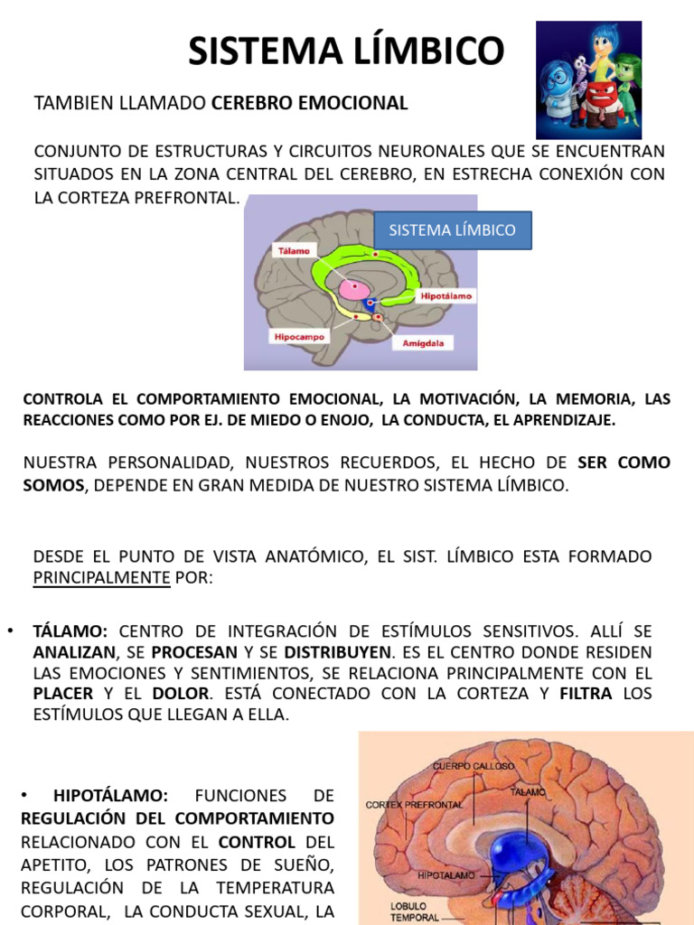 Funciones del Sistema Límbico en el Cerebro | PDF | Las emociones ...