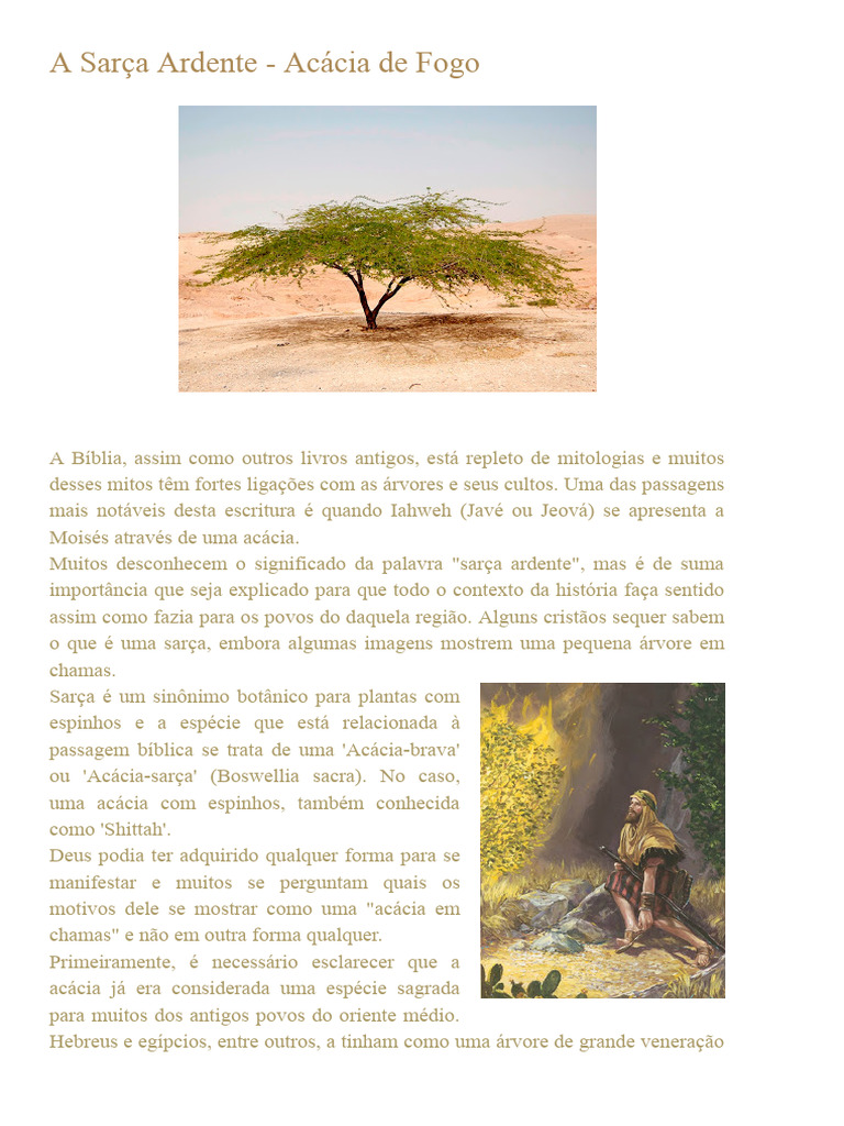 Significado da Sarça Ardente | PDF | Bíblia | Árvores