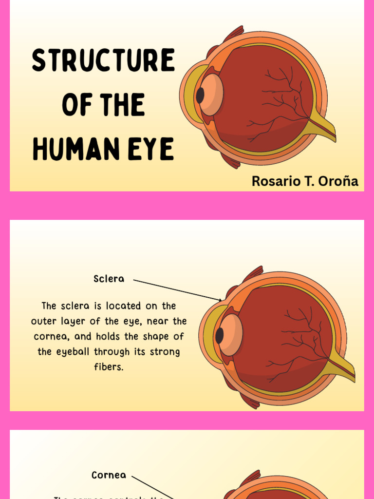 Anatomy of the Human Eye Explained | PDF