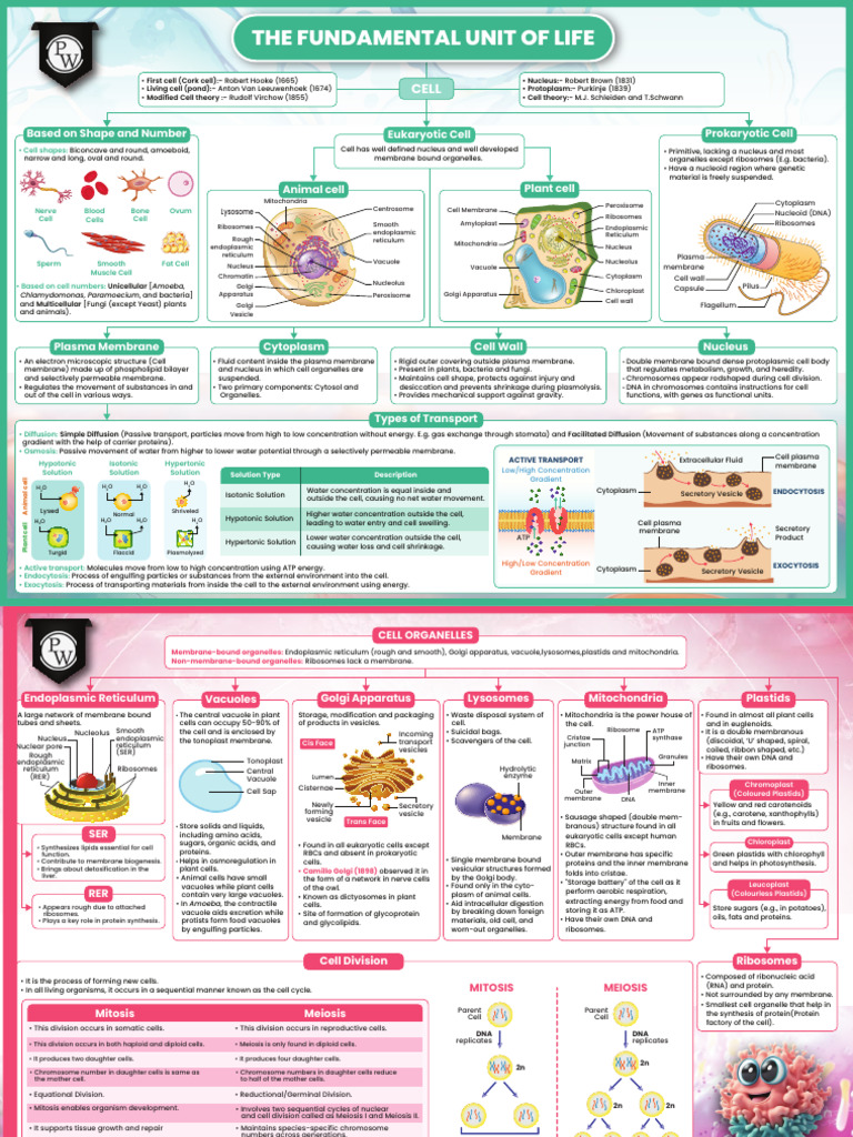 The Fundamental Unit of Life: Mind Map | PDF | Cell (Biology) | Ploidy