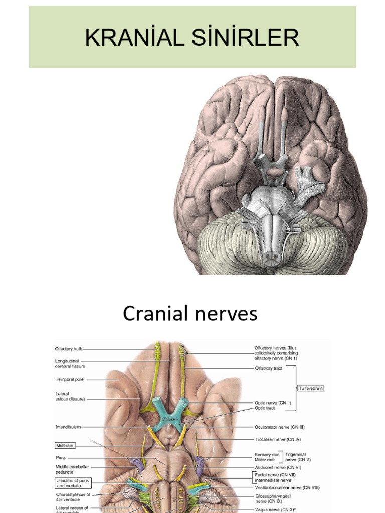 kranial-sinirler-pdf