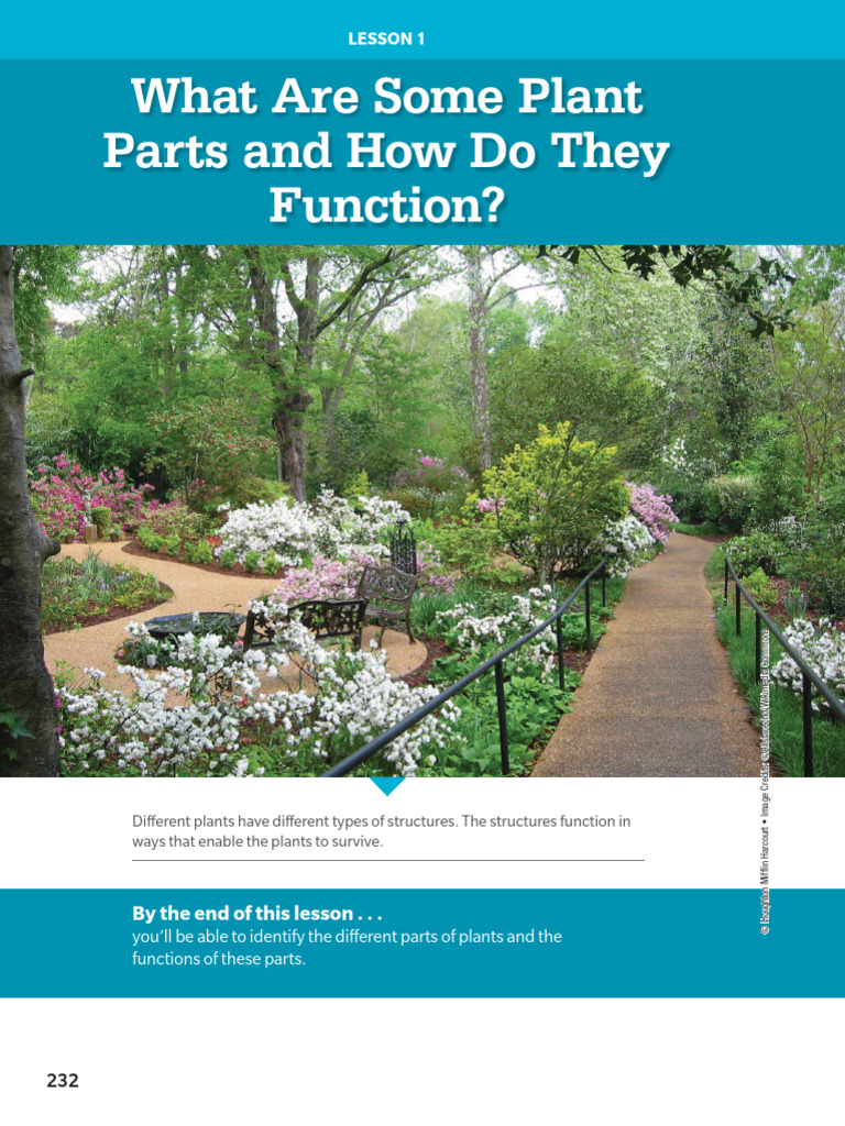 Understanding Plant Parts and Functions | PDF | Plants | Trees