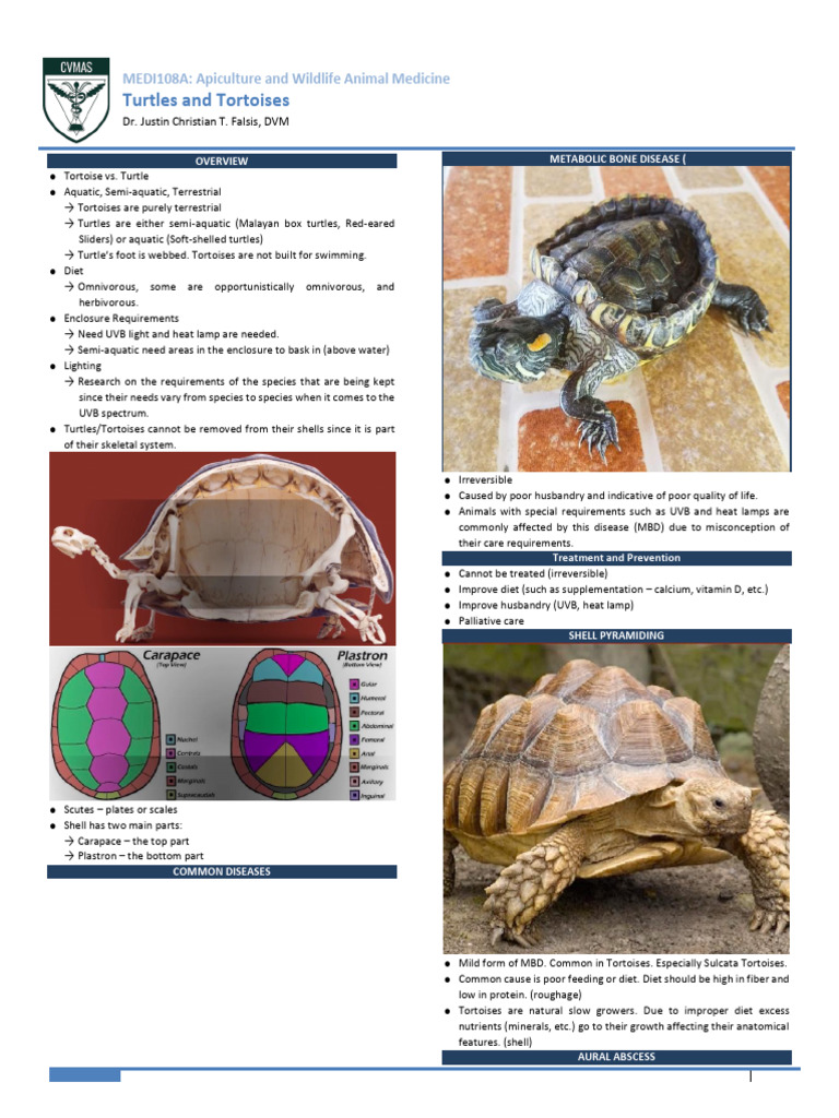 Tortoise Diet and Care Essentials | PDF | Turtle