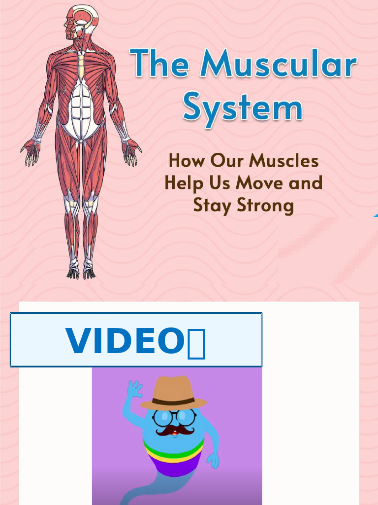 Understanding the Muscular System | PDF | Muscle | Muscle Contraction