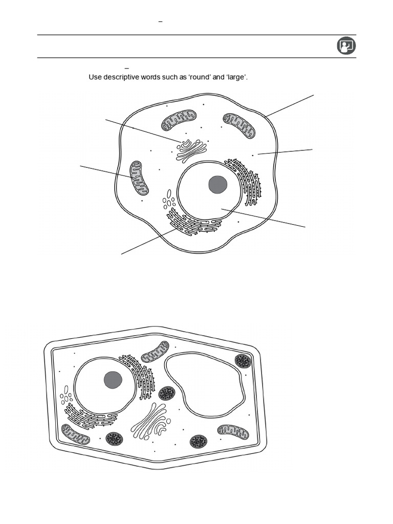 Observing Onion Cell Structures | PDF | Microscope | Microscopy