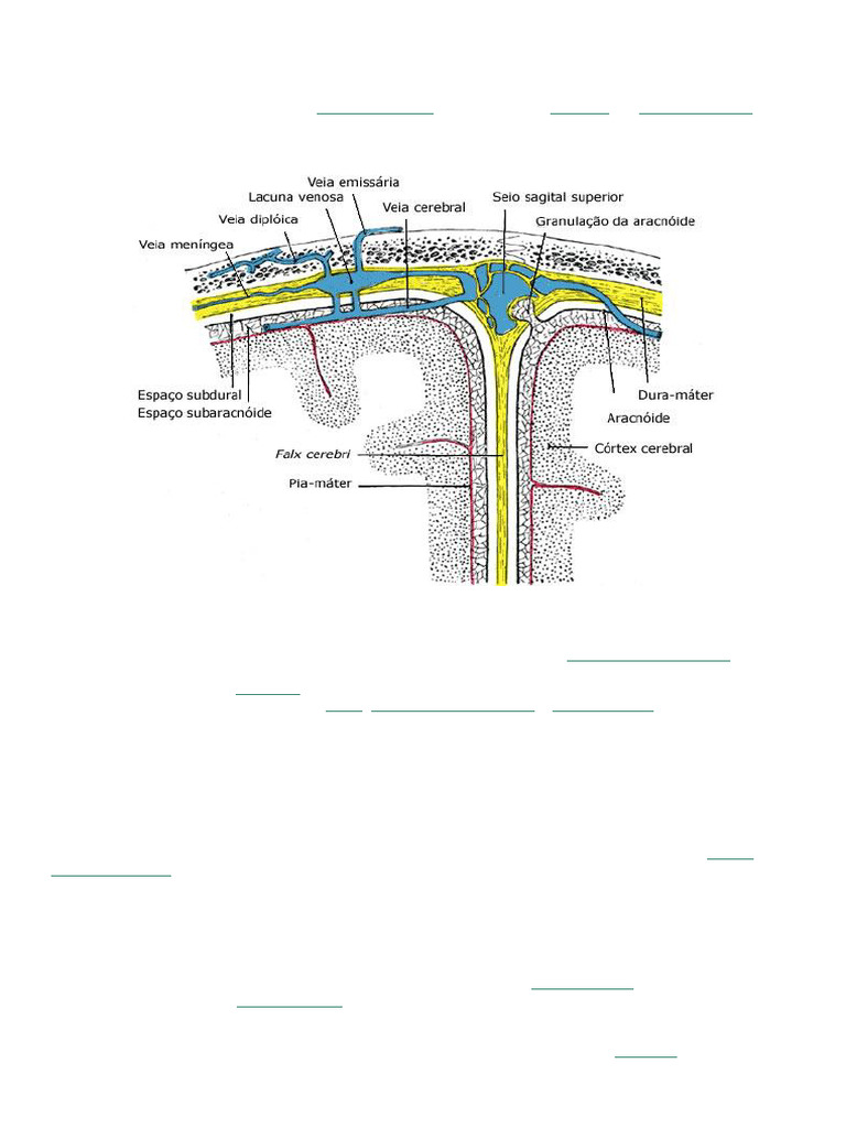 Estrutura e Função das Meninges | PDF