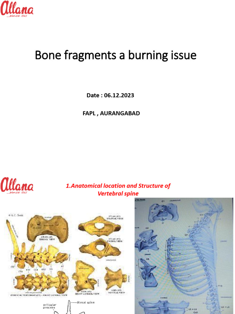 Bone Fragments in Meat Processing | PDF | Vertebra | Thorax (Human Anatomy)