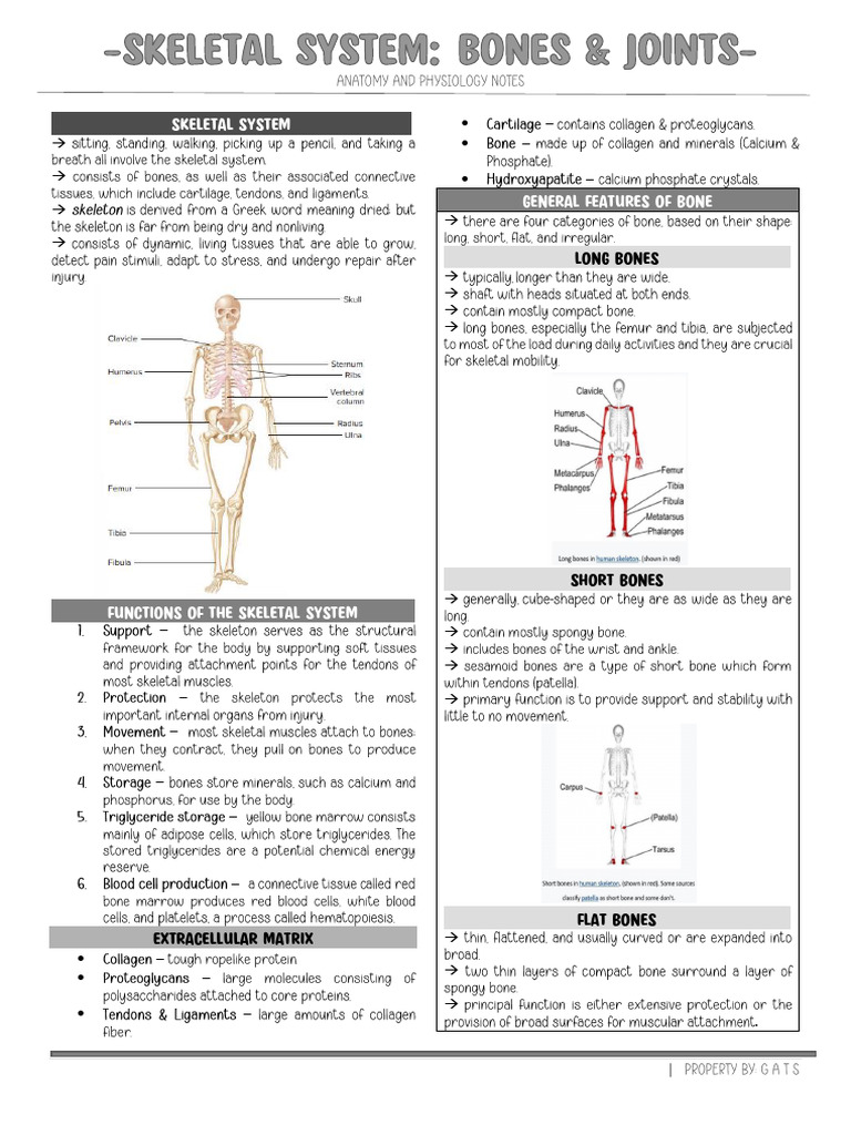 Functions and Structure of Bones | PDF | Bone | Skeleton