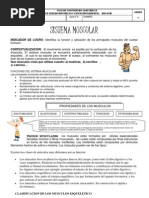 Download Guia n Sistema Muscular by Rubi Cardenas SN92039999 doc pdf