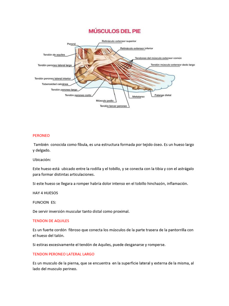 m-sculos-y-tendones-del-pie-pdf-pie-tobillo
