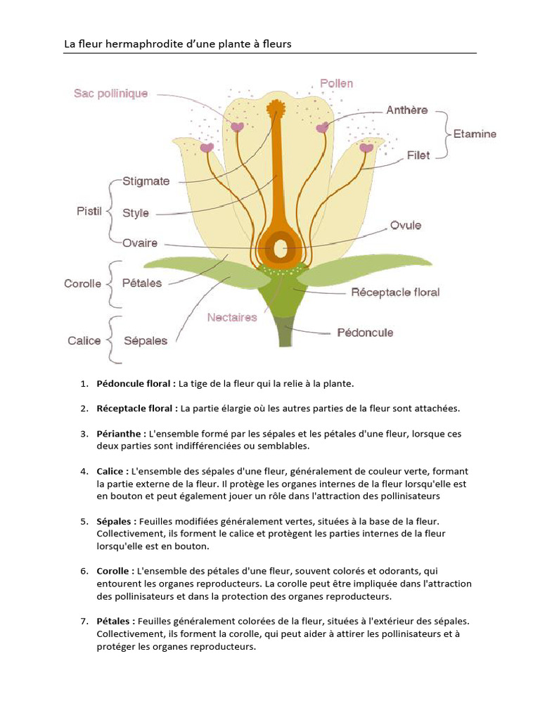 Anatomie de la Fleur Hermaphrodite | PDF | Fleurs | Système reproducteur
