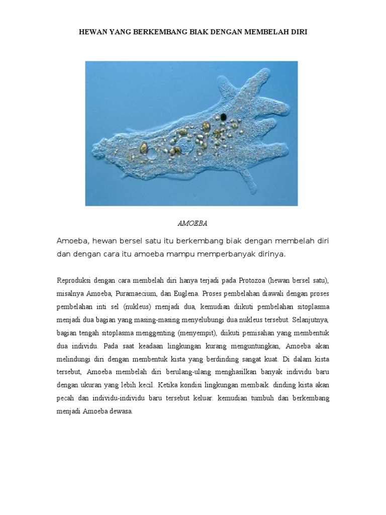 68 Gambar Hewan Amoeba Gratis
