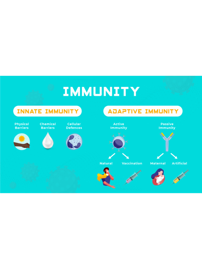 Innate Vs Adaptive - PNG | PDF