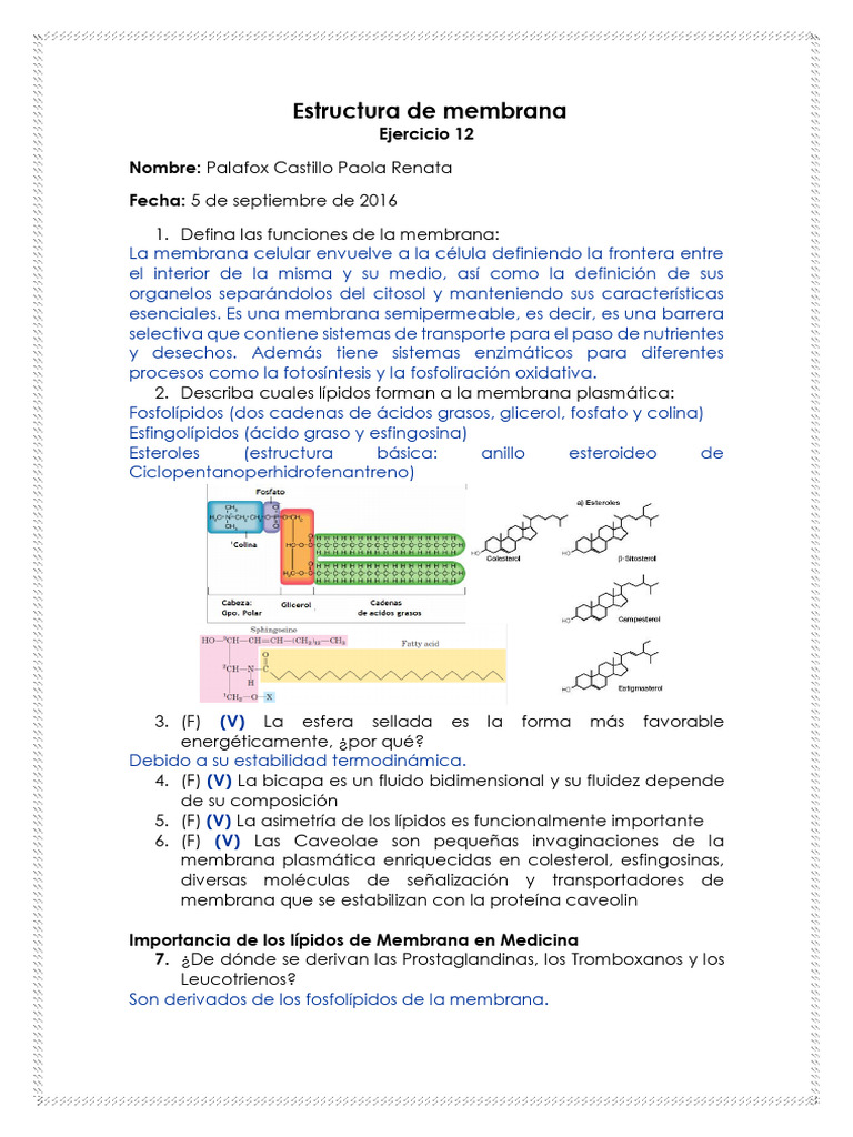 Ejercicio 12. Estructura de Membrana | PDF | Membrana celular ...