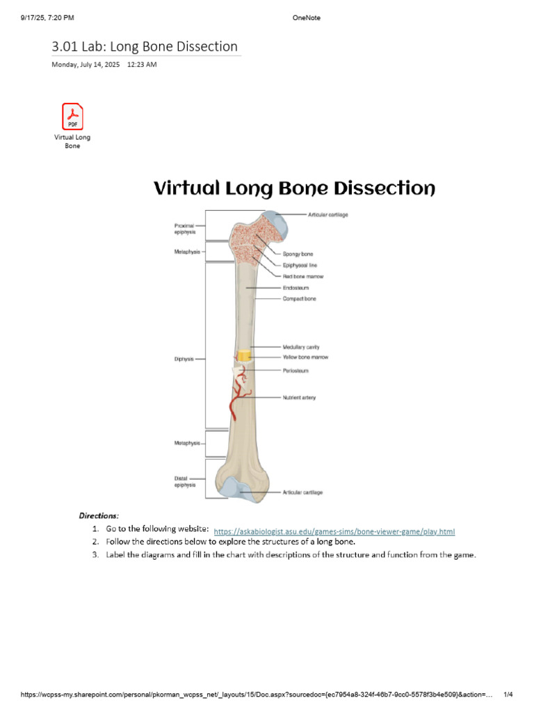 Long Bone Dissection Lab Guide | PDF