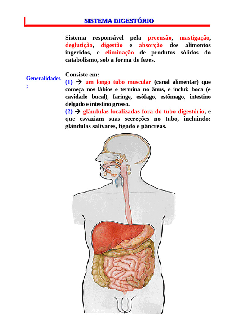 Anatomia da Boca e Cavidade Bucal | PDF | Pâncreas | Boca