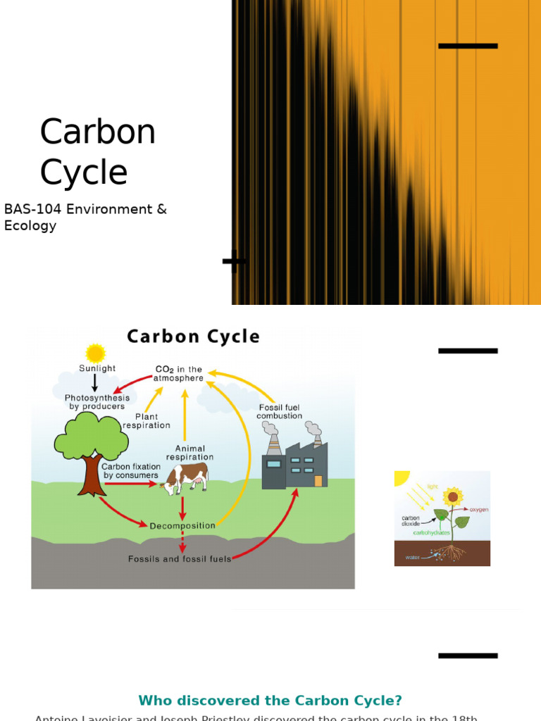 Overview of the Carbon Cycle | PDF