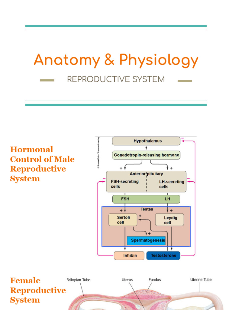 Reproductive System | PDF