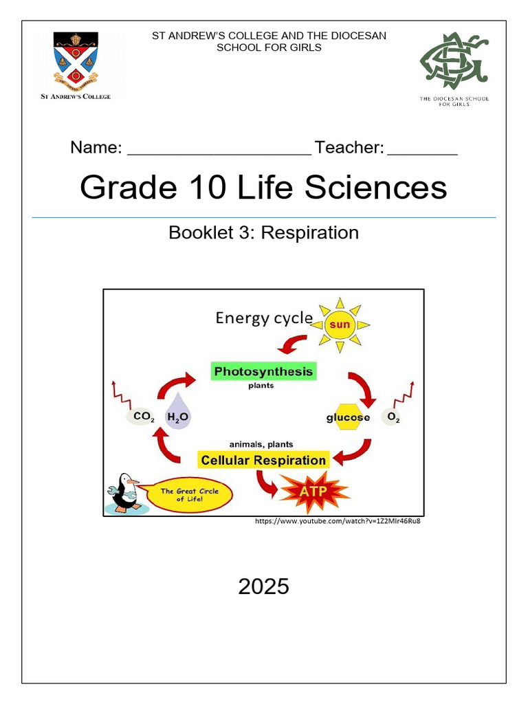 Grade 10 Respiration Study Guide | PDF | Cellular Respiration ...