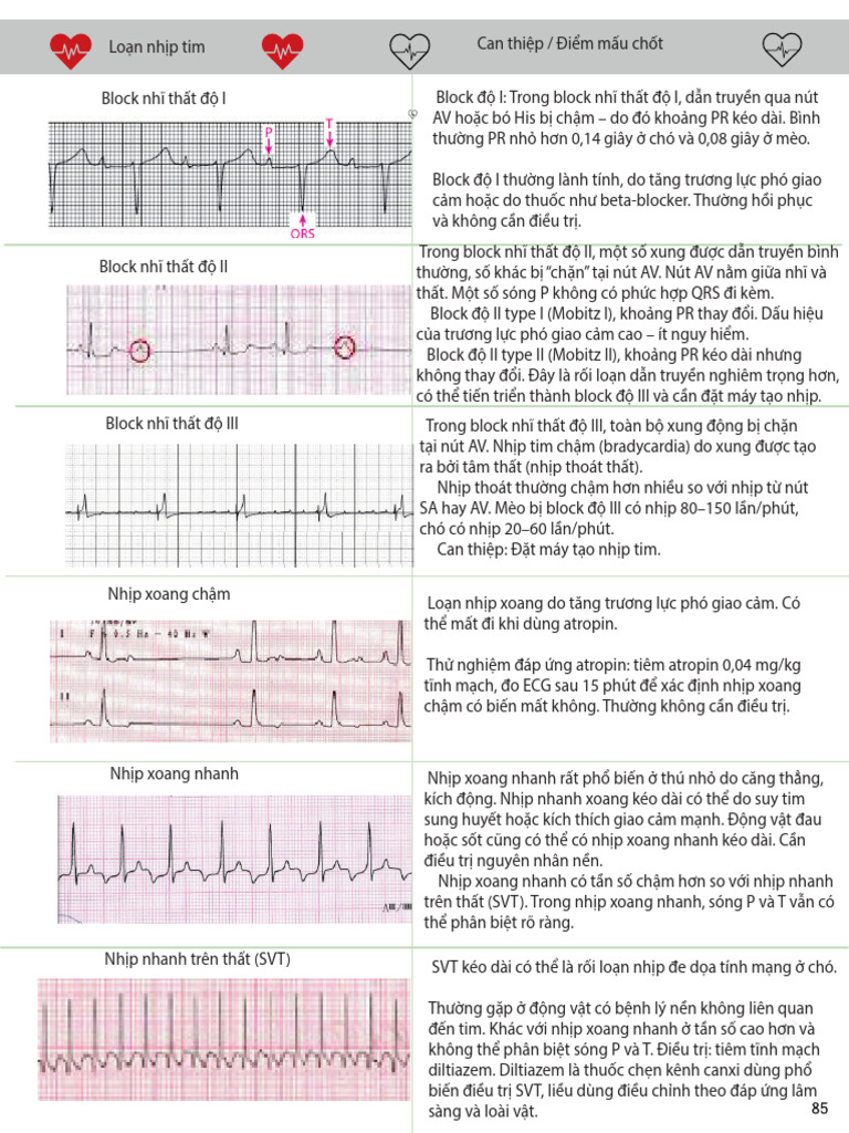 Veterinary Note | PDF