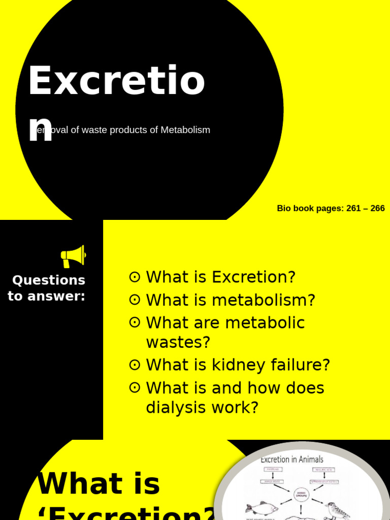 T3Ch13 L2 - Excretion - (G Classroom) | PDF | Kidney | Urinary System