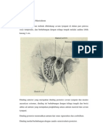 Topografi Antrum Mastoideum