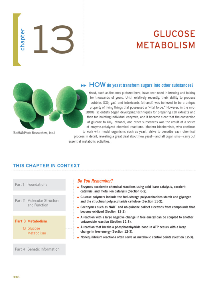 Glucose Metabolism and Glycolysis Explained | PDF | Glycolysis ...