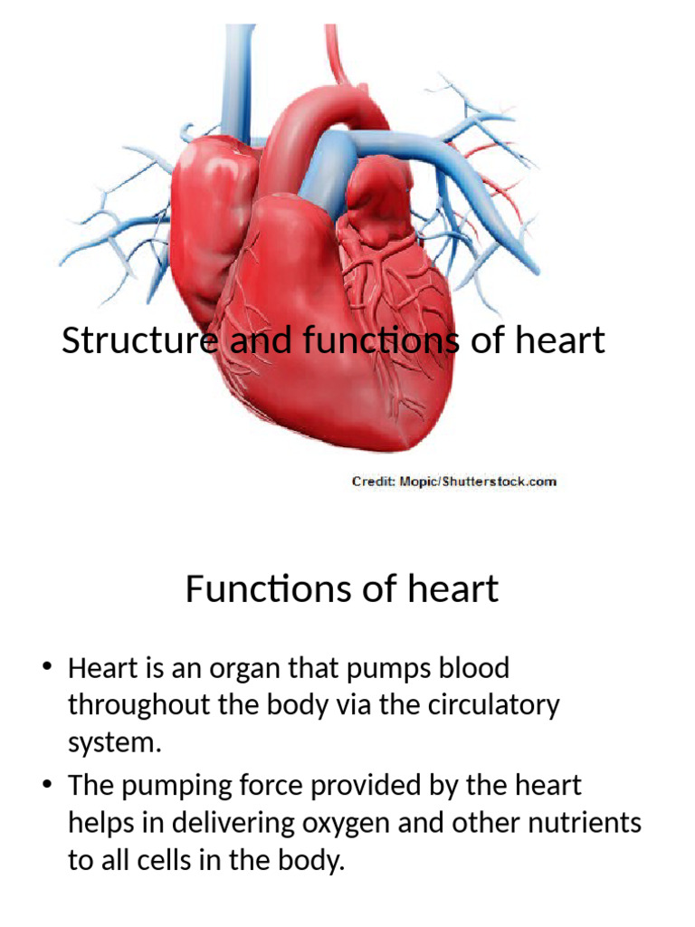 Heart Structure and Function Explained | PDF | Atrium (Heart) | Heart