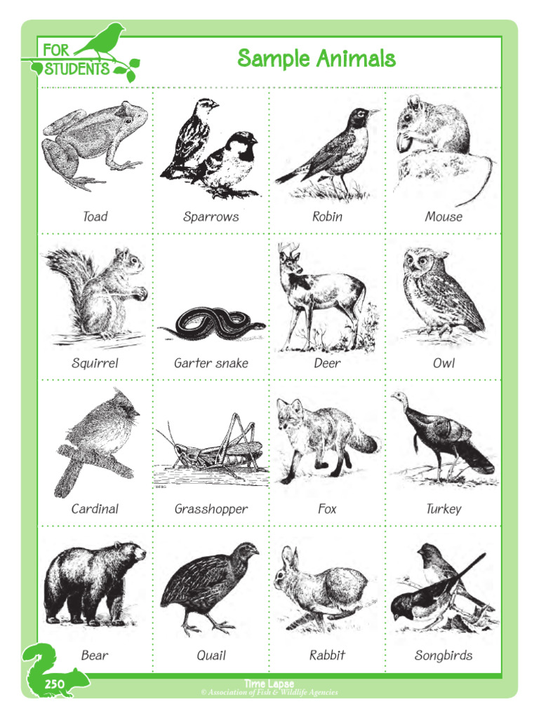 Sample Animals | PDF
