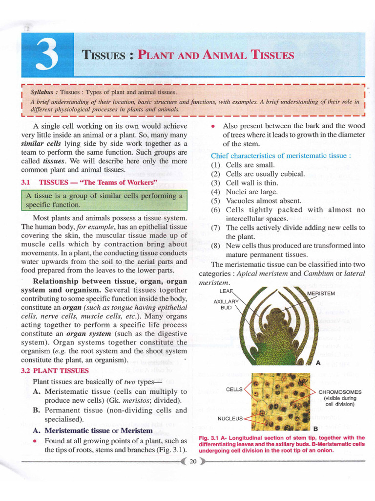 Plant and Animal Tissues | PDF