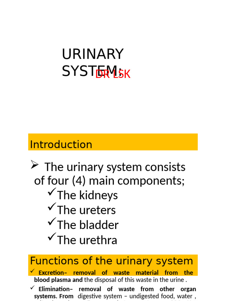 Overview of the Urinary System Functions | PDF | Kidney | Urination