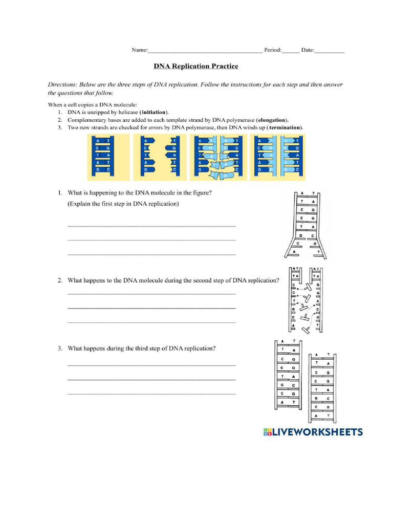 DNA Review Practice 2 | PDF