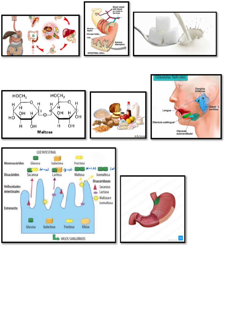 Lipi | PDF