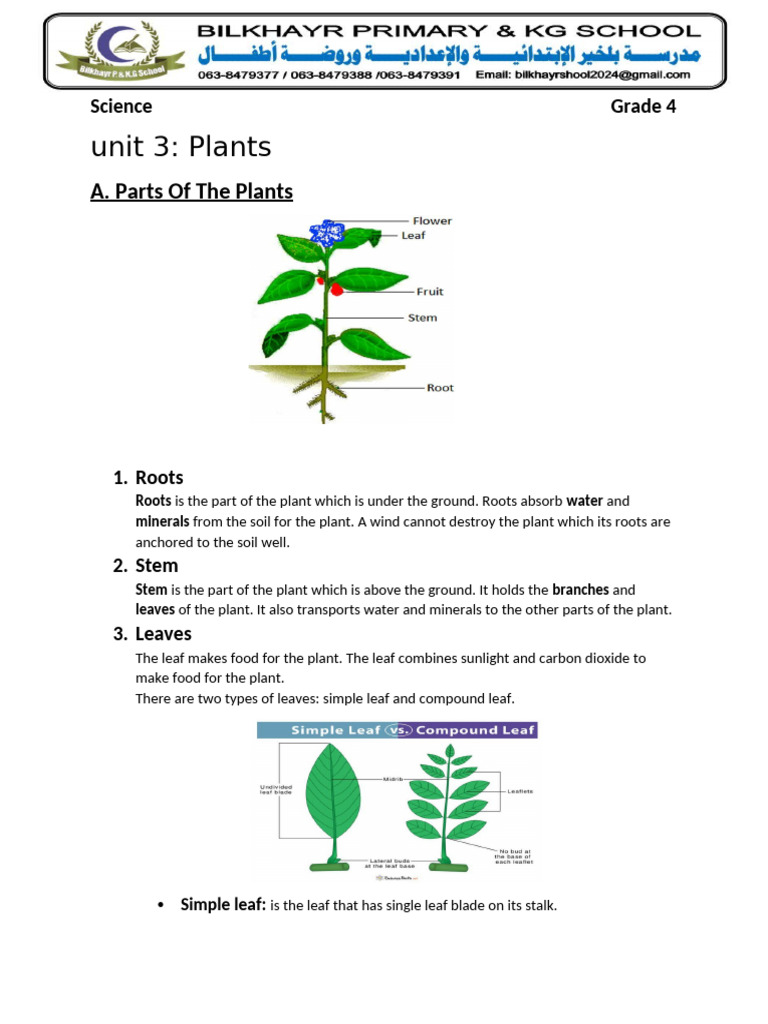 Grade 4 Science: Plant Parts & Germination | PDF