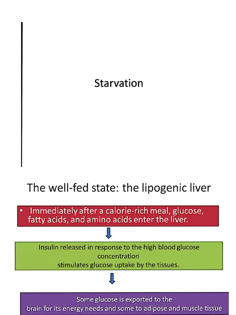 Starvation | PDF