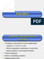 Bacillus