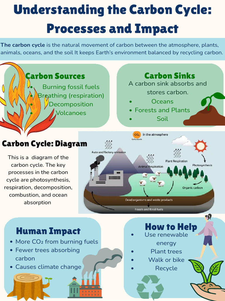 Understanding the Carbon Cycle | PDF