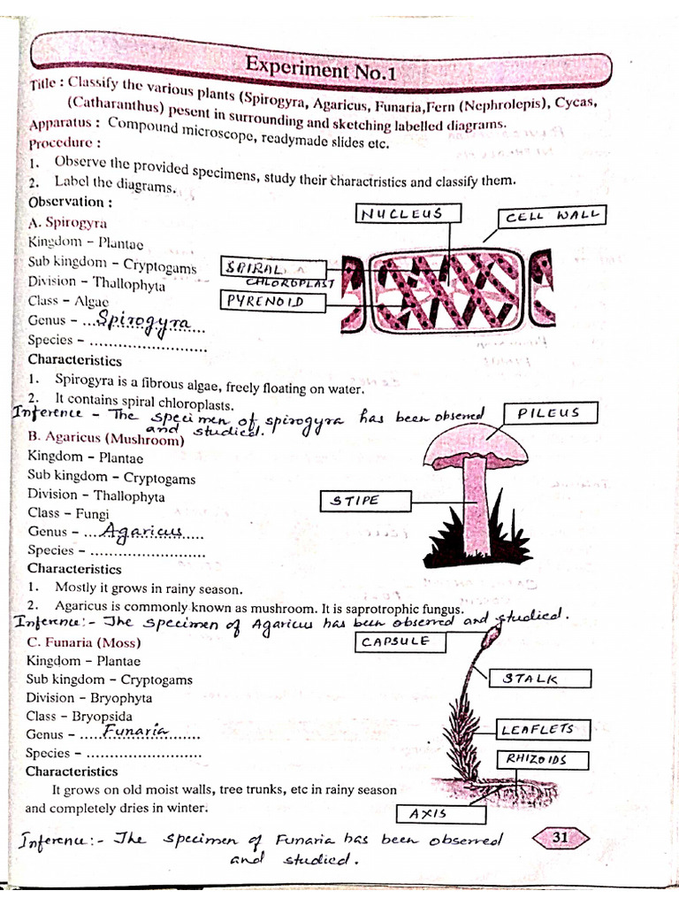 STD IX 1st Sem Practical Notes | PDF