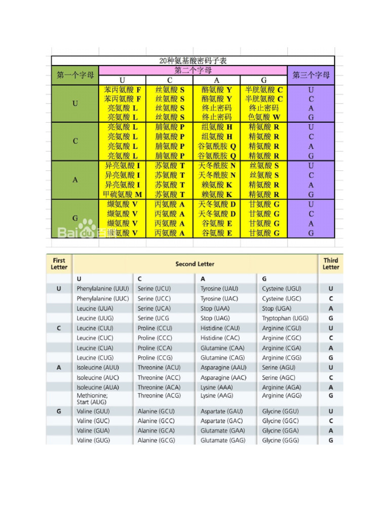 Genetic Coding | PDF