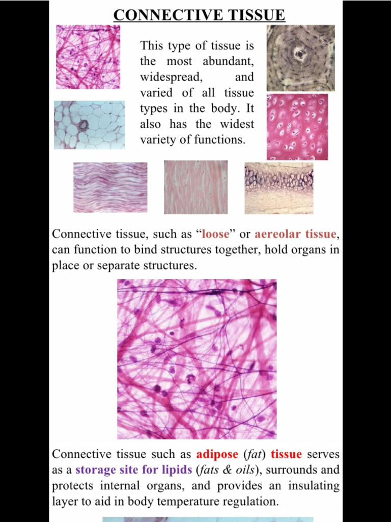 Connective Tissues | PDF