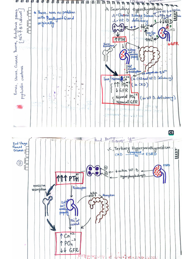 Biochem - Parathyroid Gland | PDF