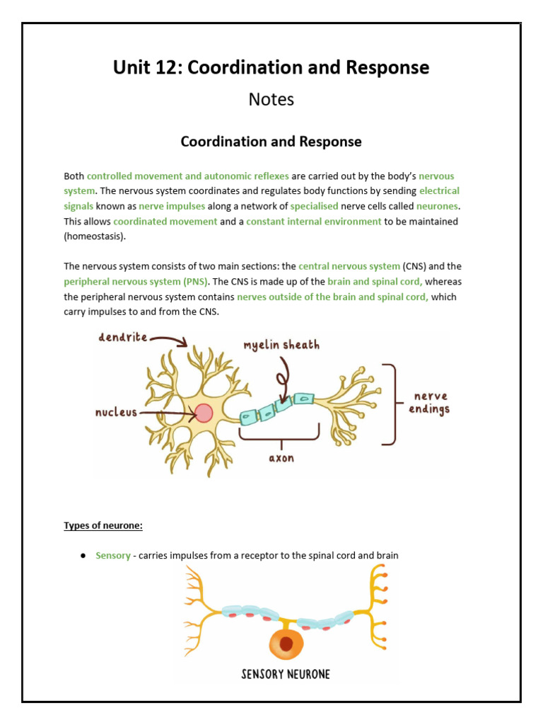 Nervous System Coordination and Response | PDF | Chemical Synapse ...