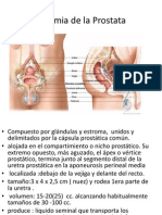 Anatomia de La Prostata